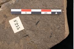 Foto (Detailansicht) von Callitris brongniartii Endl. (NHMW-GEO-2024-0188-8215)
